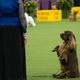 Bean at the Westminster Dog Show in 2018